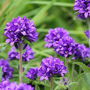 Campanula glomerata Pot 9cm.