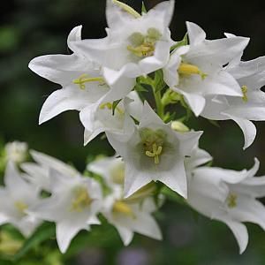 Campanula glomerata 'Alba' Pot 9cm.