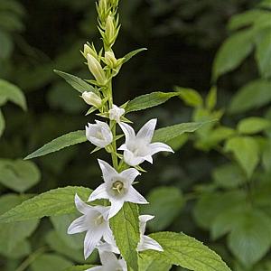 Campanula lact. 'Alba' Pot 9cm.