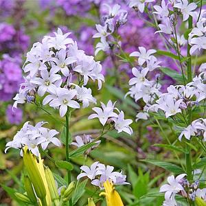 Campanula lact. 'Loddon Anna' Pot 9cm.