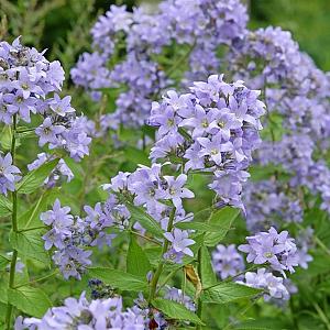 Campanula lact. 'Prichard's Var.' Pot 9cm.