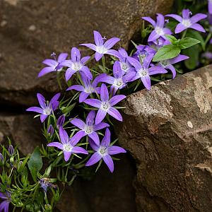 Campanula posch. 'Stella' Pot 9cm.