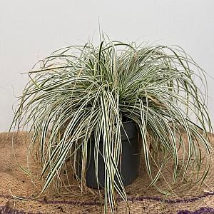 Carex oshimensis 'Everest' Pot 9cm.