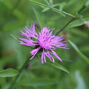 Centaurea dealbata Pot 9cm.