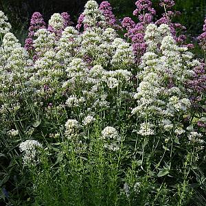 Centranthus ruber 'Albus' Pot 9cm.