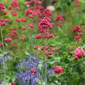 Centranthus ruber 'Coccineus' Pot 9cm.
