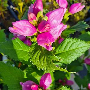 Chelone obliqua Pot 9cm.
