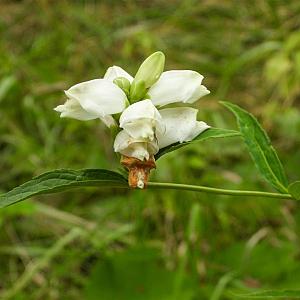 Chelone obliqua 'Alba' Pot 9cm.
