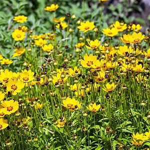 Coreopsis lanceolata 'Sterntaler' Pot 9cm.