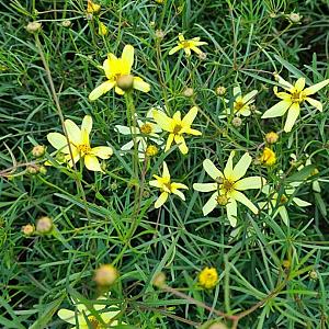 Coreopsis vert. 'Moonbeam' Pot 9cm.