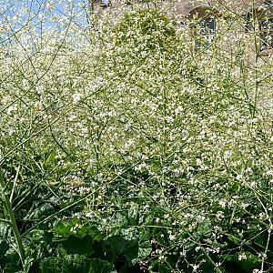 Crambe cordifolia Pot 9cm.