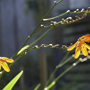 Crocosmia 'Emily McKenzie' Pot 9cm.