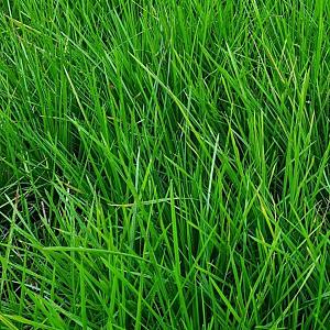 Deschampsia cesp. 'Goldschleier' Pot 9cm.