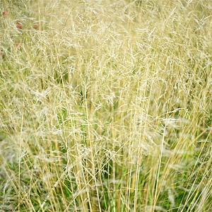 Deschampsia cesp. 'Goldtau' Pot 9cm.