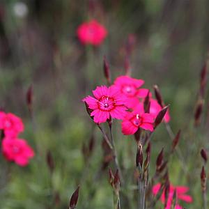Dianthus delt. 'Brilliant' Pot 9cm.