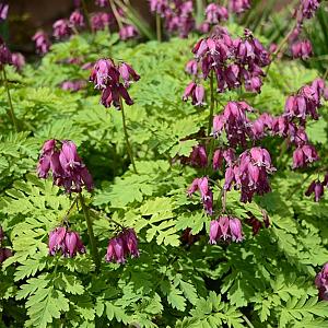 Dicentra formosa 'Luxuriant' Pot 9cm.