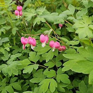 Dicentra spectabilis Container 3lt.