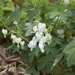 Dicentra spectabilis 'Alba' Pot 9cm.