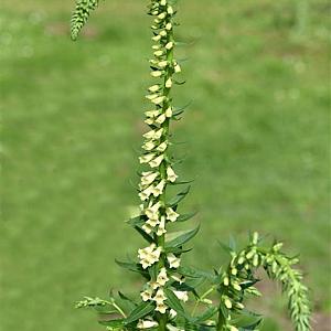 Digitalis lutea Pot 9cm.