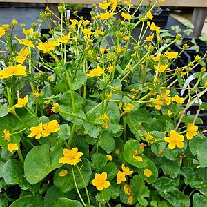 Doronicum orientale Pot 9cm.