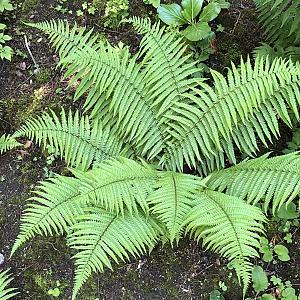 Dryopteris affinis Container 2lt.