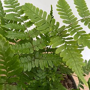 Dryopteris erythrosora Container 2lt.