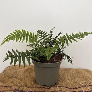Dryopteris wallichiana Container 2lt.