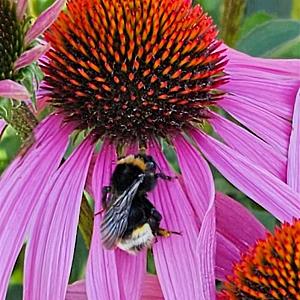 Echinacea pallida Pot 9cm.