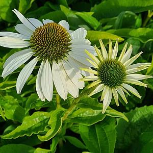 Echinacea purp. 'Alba' Pot 9cm.
