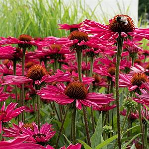Echinacea pur. 'Fatal Attraction' Pot 9cm.