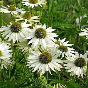 Echinacea Virgin Pot 9cm.