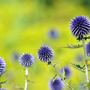 Echinops bannaticus 'Blue Glow' Pot 9cm.