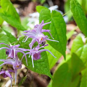 Epimedium grand. 'Lilafee' Pot 9cm.