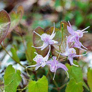 Epimedium youngianum 'Roseum' Pot 9cm.