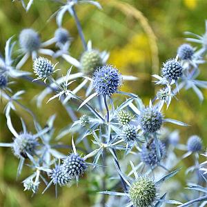 Eryngium planum Pot 9cm.