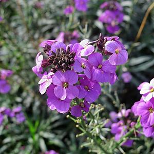 Erysimum 'Bowles Mauve' Pot 9cm.