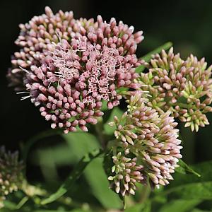 Eupatorium cannabinum 'Plenum' Pot 9cm.