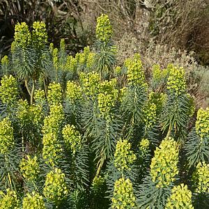 Euphorbia characias 'Wulfenii' Pot 9cm.