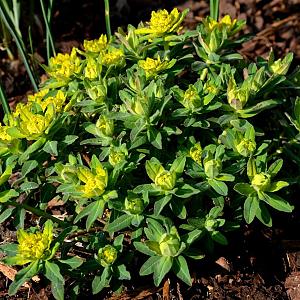 Euphorbia polychroma Pot 9cm.