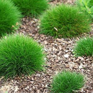 Festuca gautieri Pot 9cm.