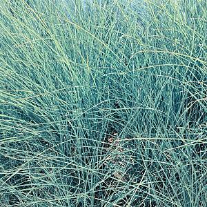 Festuca glauca Pot 9cm.