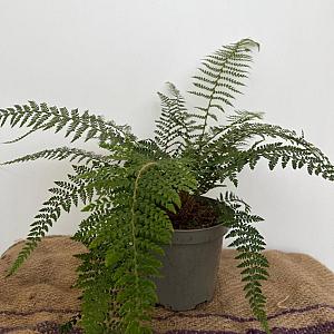 Fragaria vesca Pot 9cm.
