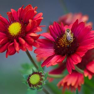 Gaillardia 'Burgunder' Pot 9cm.