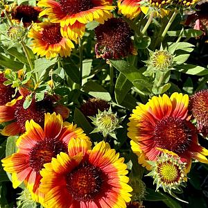 Gaillardia 'Kobold' Pot 9cm.