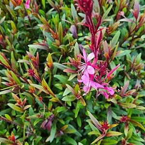 Gaura lindh. 'Siskiyou Pink' Pot 9cm.