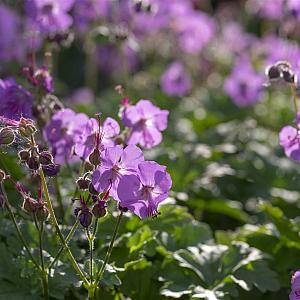 Geranium cantabrigiense 'Karmina' Pot 9cm.