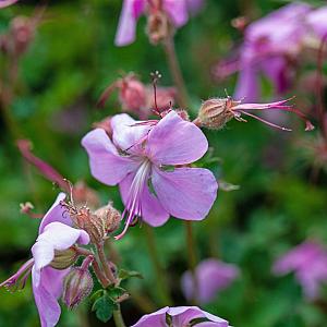Geranium dalmaticum Pot 9cm.