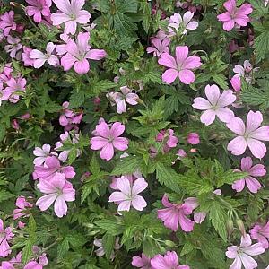 Geranium endressii 'Wargrave Pink' Pot 9cm.