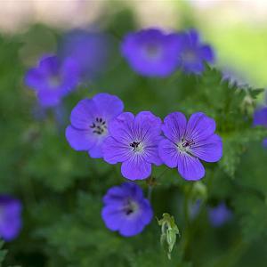 Geranium himalayense Pot 9cm.