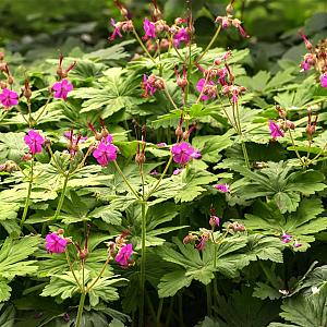 Geranium macr. 'Czakor' Pot 9cm.